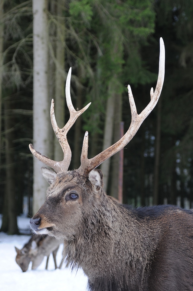 Antler flock mammals
