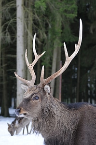 Antler flock mammals