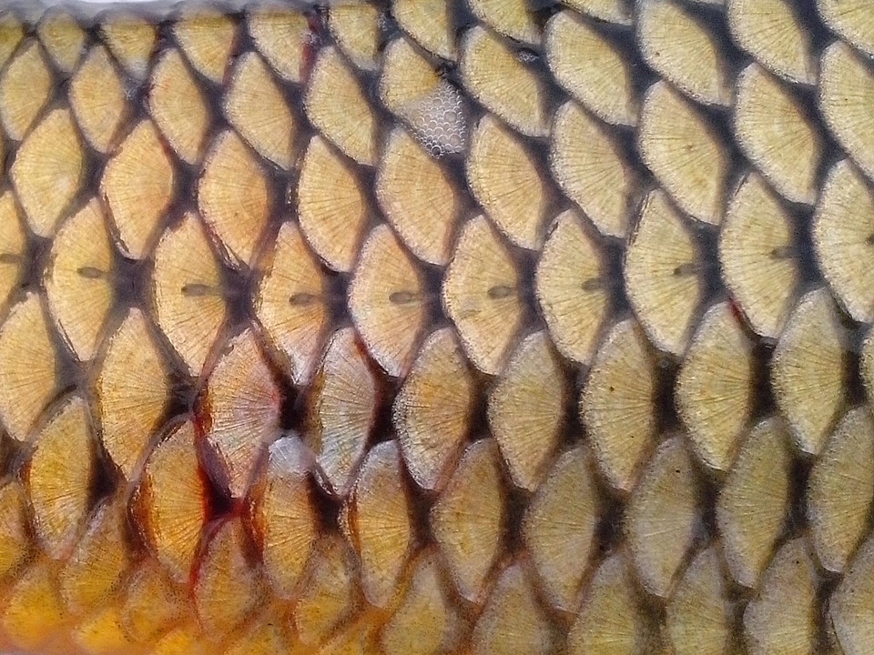 Fish model structure