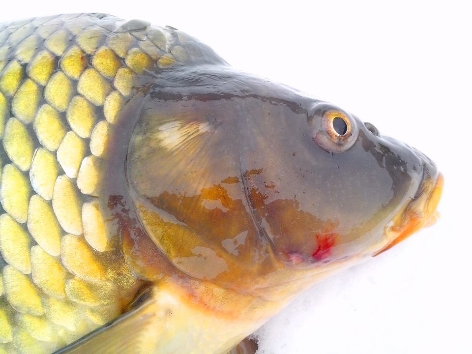 Animal background carp