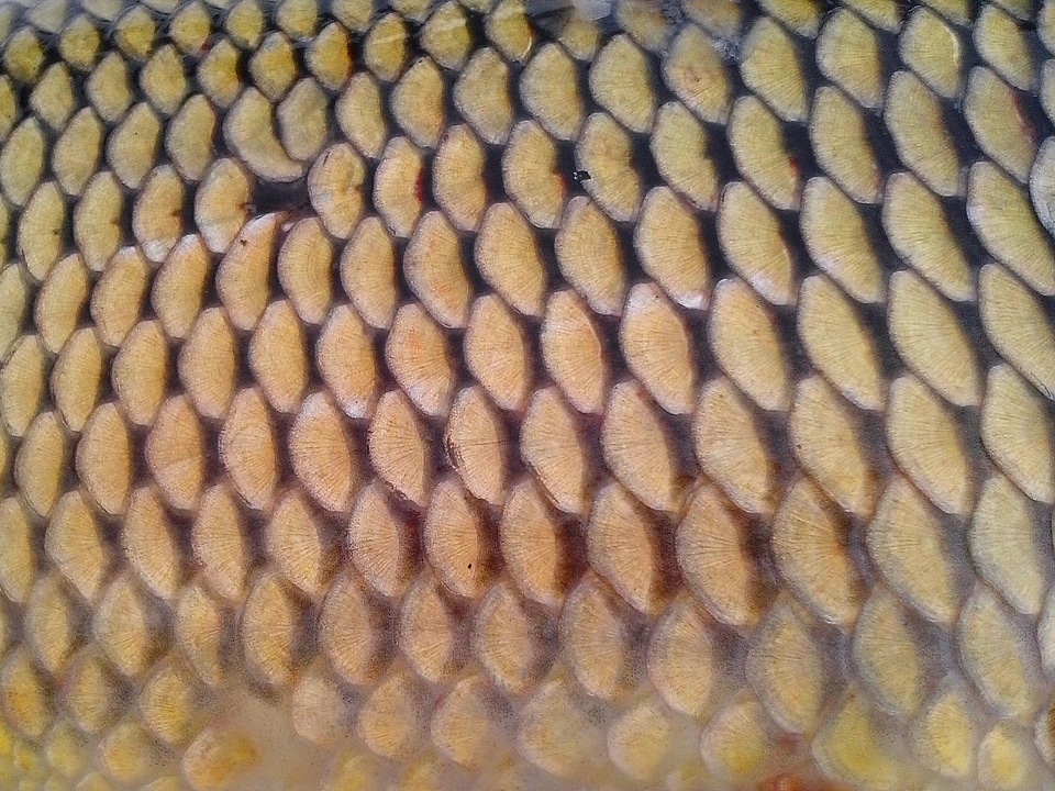 Background fish fish scale