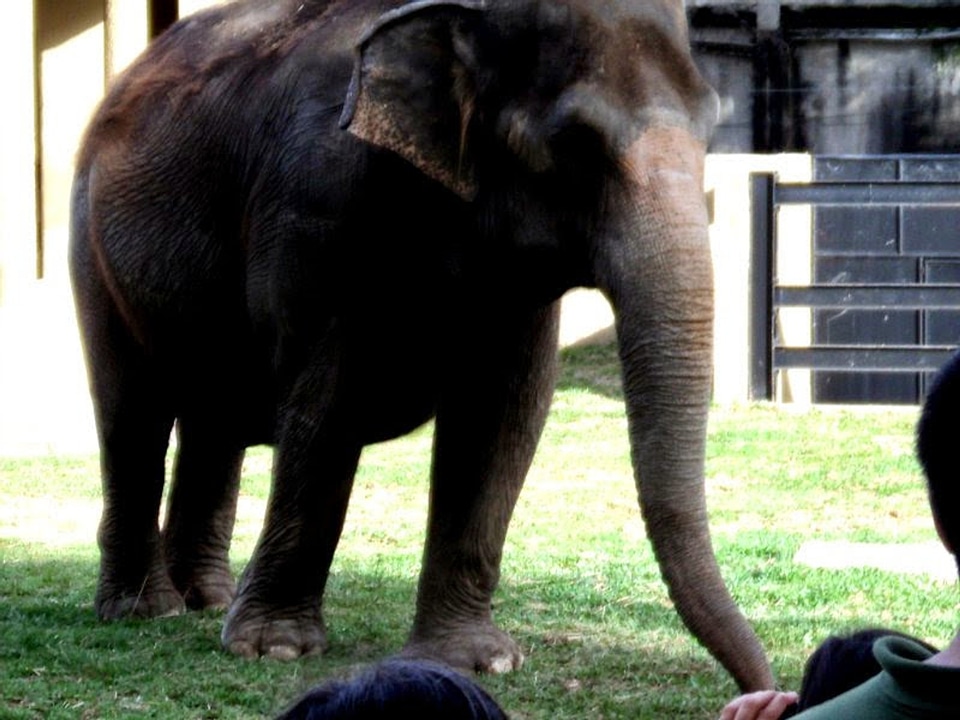 Animal elephant mammal