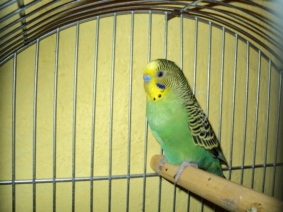 Animal cage parakeet