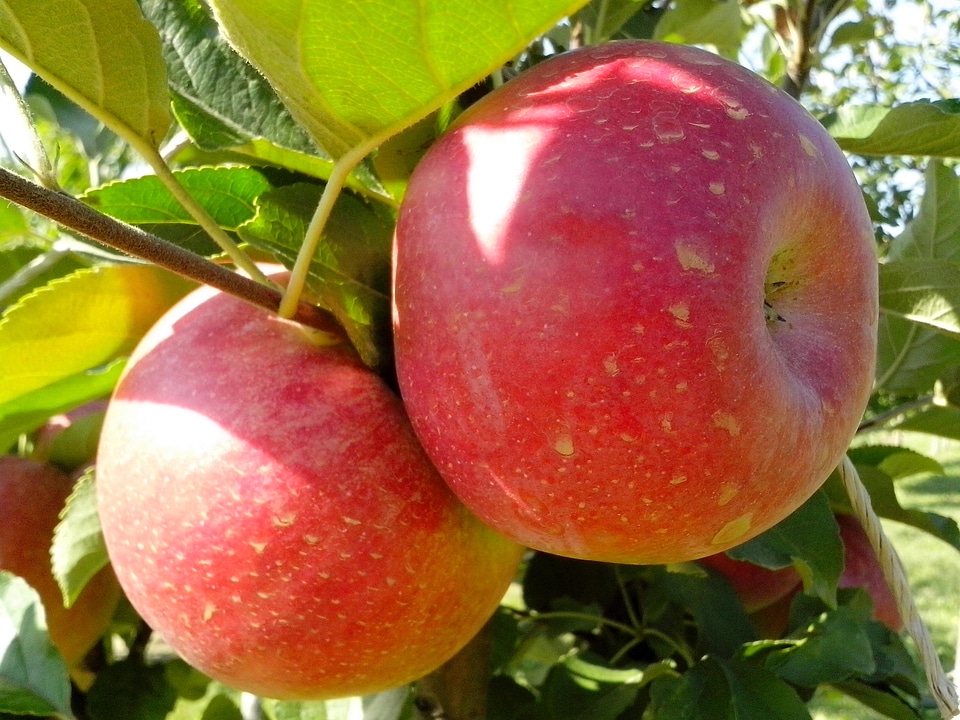 Apple apples beautiful photo