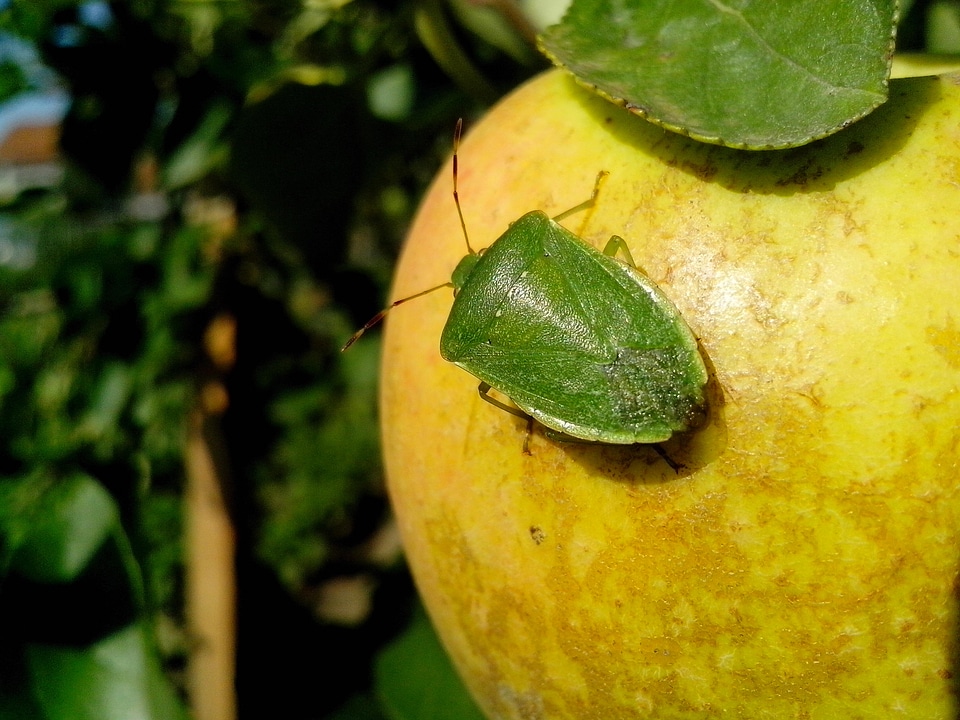 Apple beetle bug