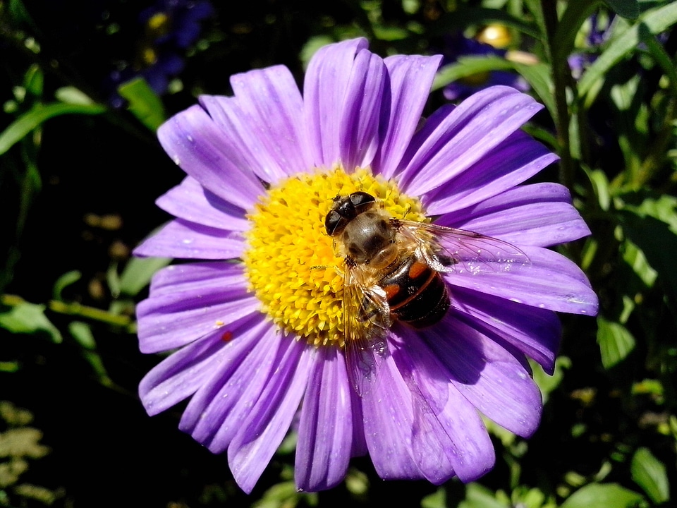 Blossoming bug lilac
