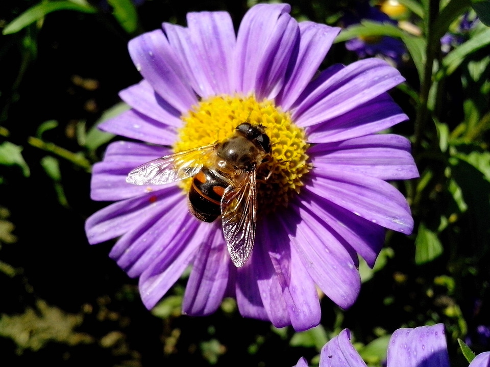 Beautiful Photo bee bloom