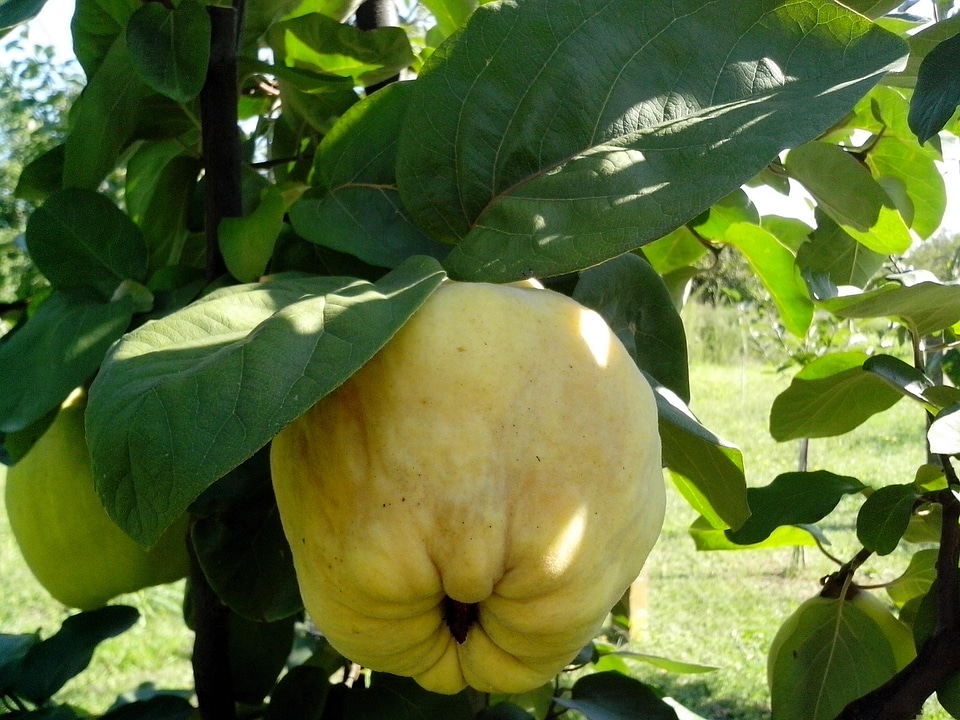 Beautiful Photo fruit organic