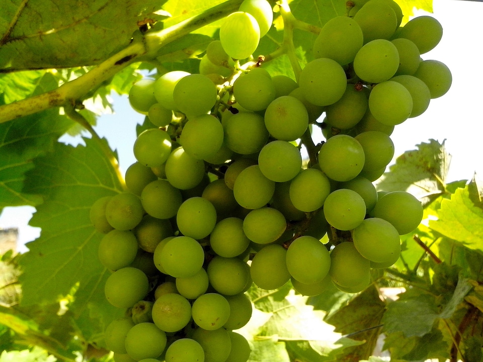 Close close-up fruit
