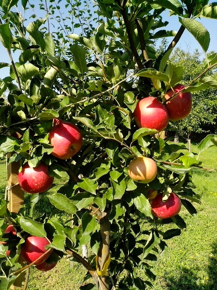 Apple apples food