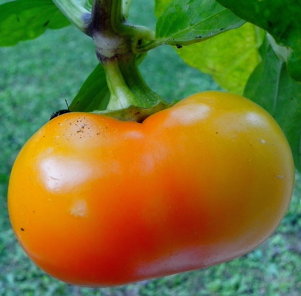 Bell Pepper orange 