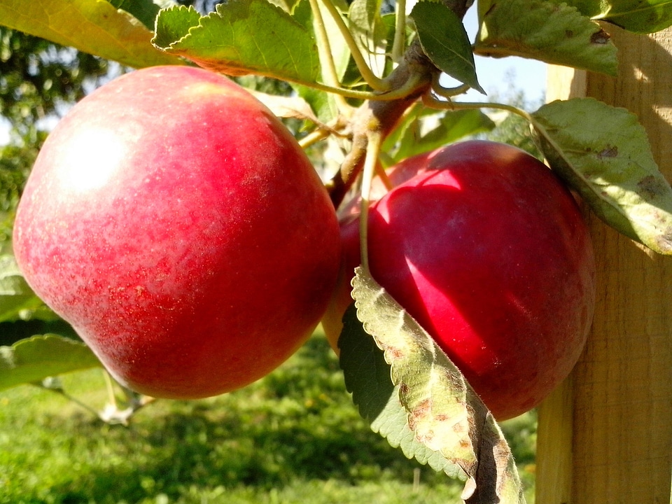 Apple apples beautiful photo