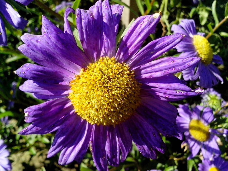 Beautiful Photo blossoming center
