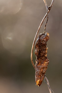 Leaf nature autumn photo