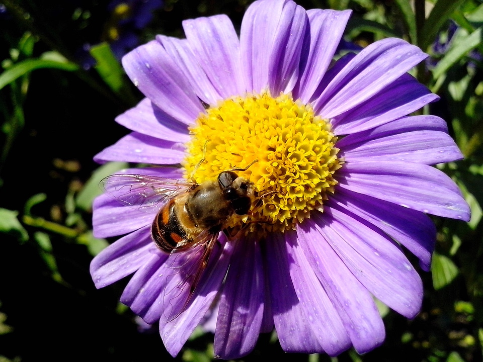 Beautiful Photo bee blossom