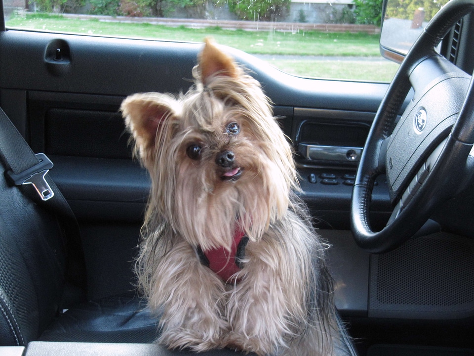 Cane car cute