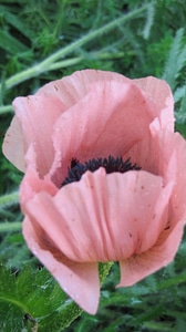 Blossoming petals pink