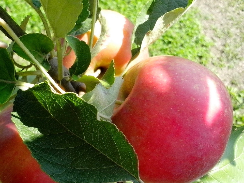Apple beautiful photo fruit
