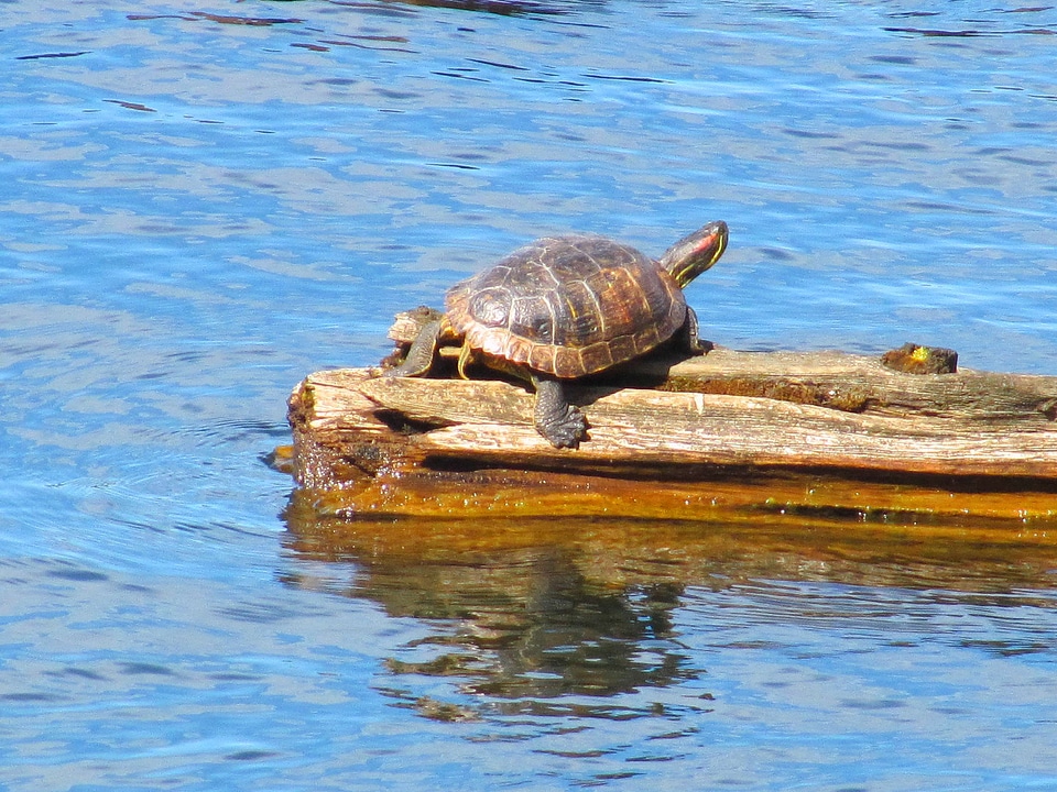 Lumber peace reptile