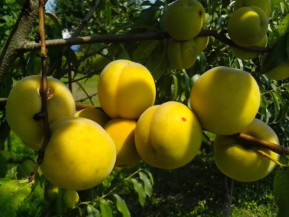 Fishery fruit organic