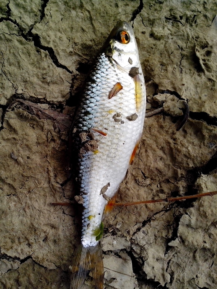 Beetle earth fish