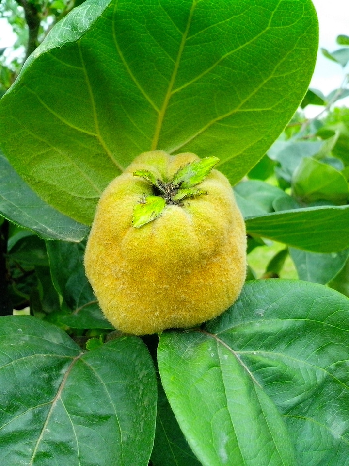 Fruit quince tree
