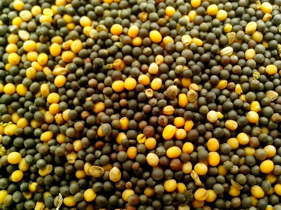 Bearing canola field pea photo