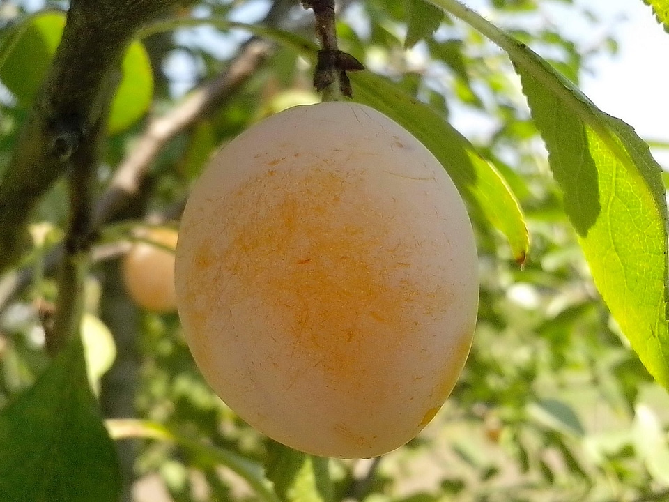 Fruit organic yellow