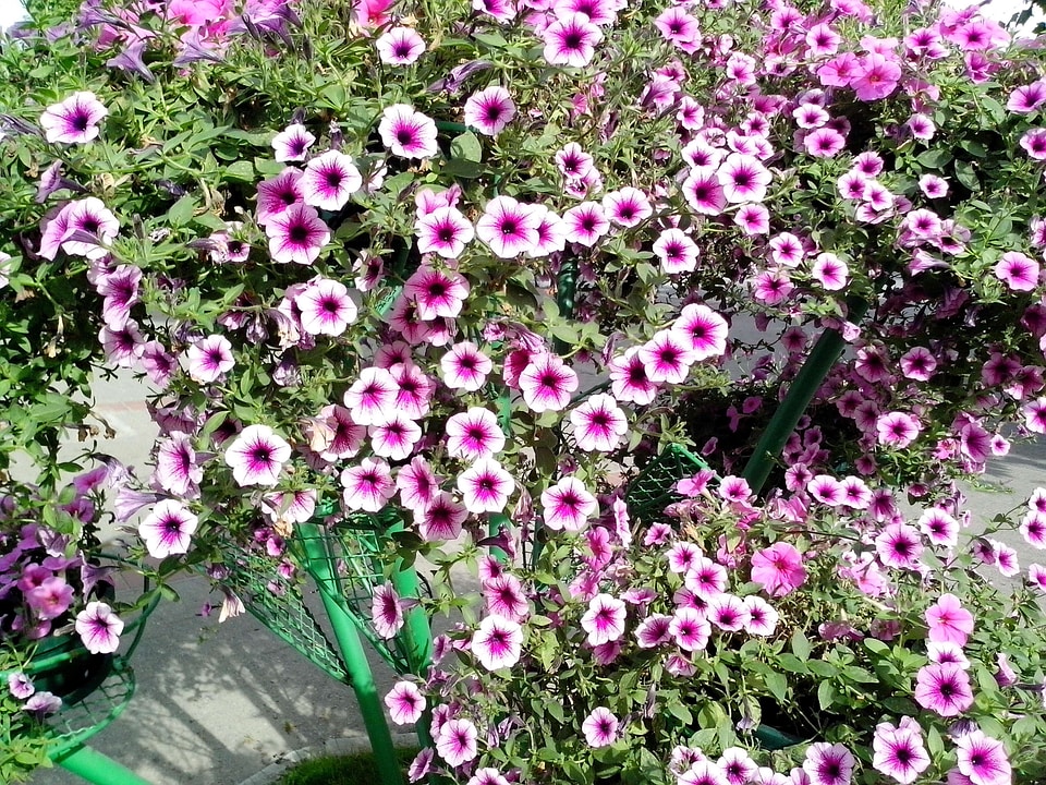 Flowers lilac pinkish