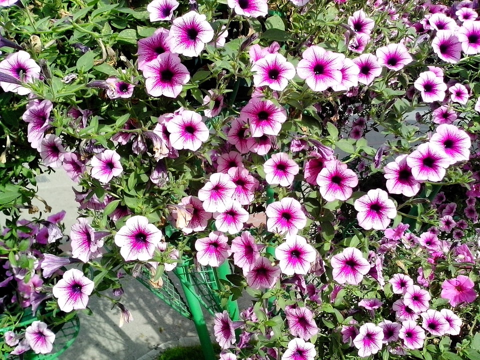 Flowers lilac pinkish
