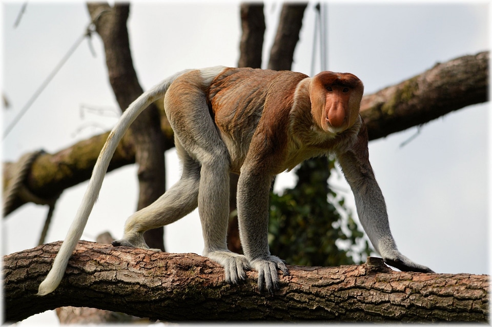 Species mammal wildlife