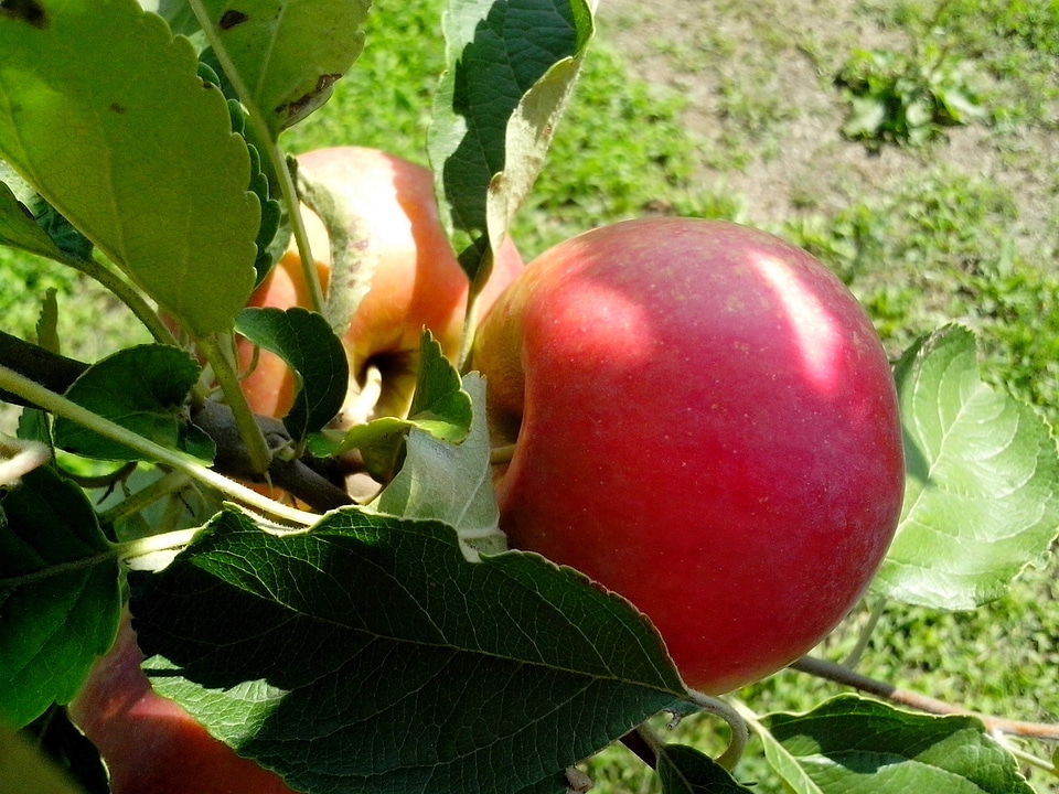 Apple apples food