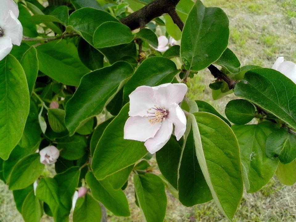 Blossoming fruit organic