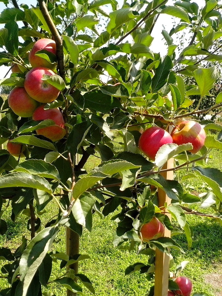 Apple apples bouquet