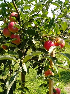 Apple apples bouquet