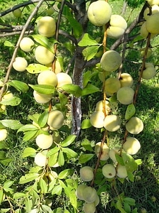 Fishery fruit fruit tree