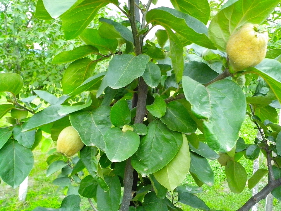 Fruit quince ripe fruit