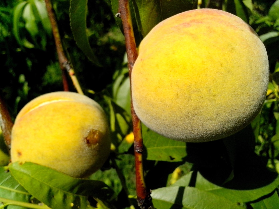 Fishery tree yellow