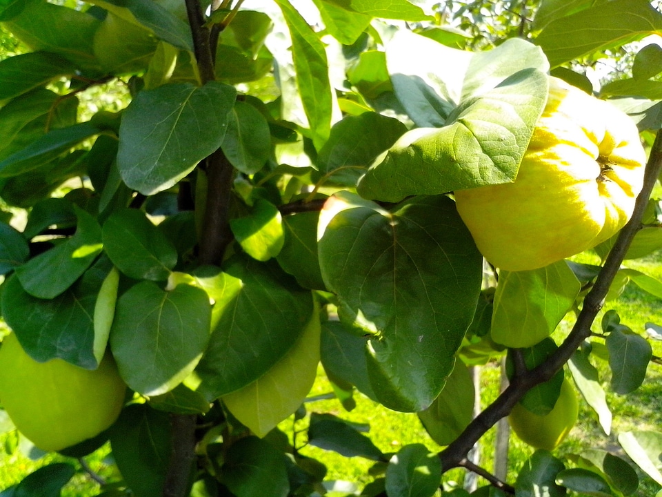 Bouquet fruit quince