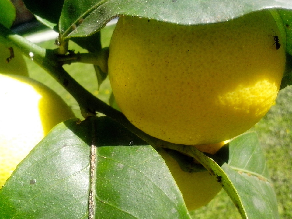 Citrus fruit leaves