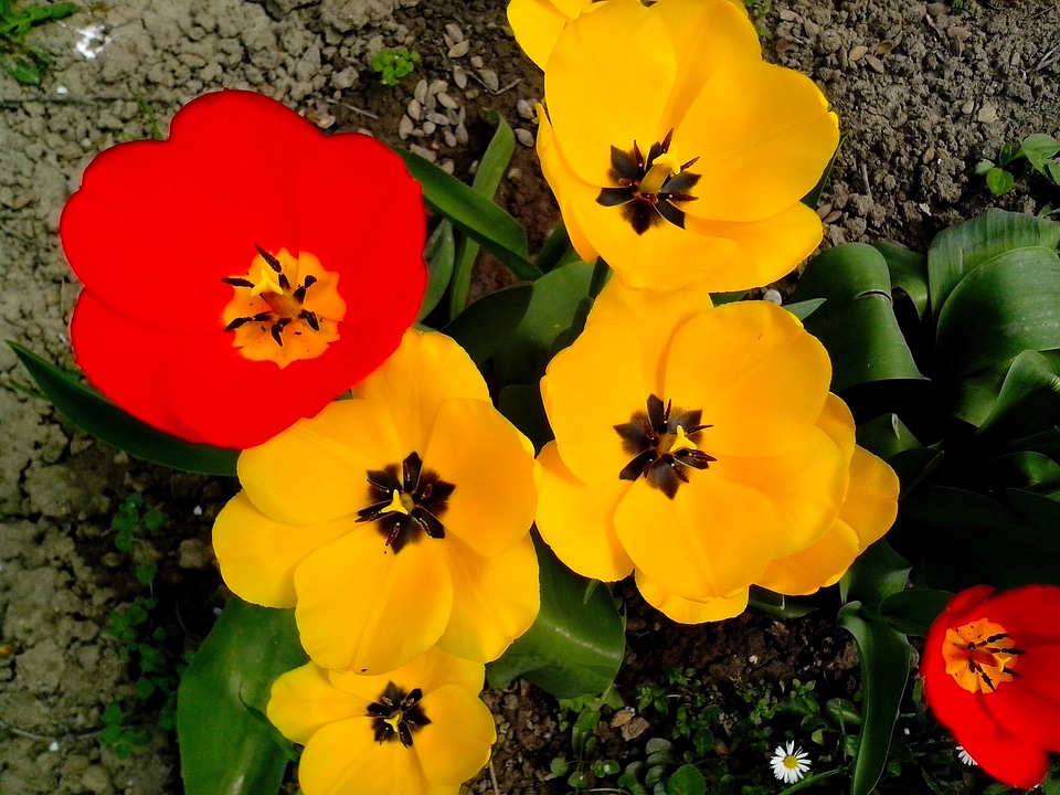 Blossoming flowers garden