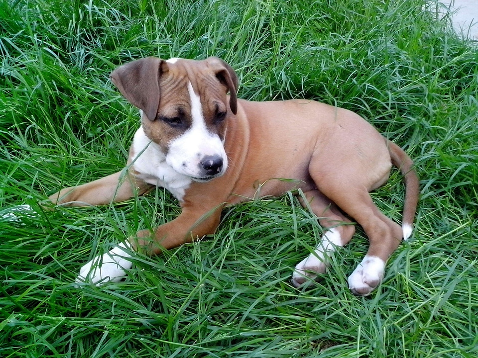 Animal boxer breed