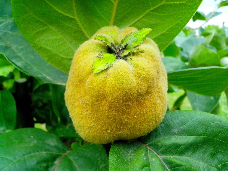Fruit quince ripe fruit