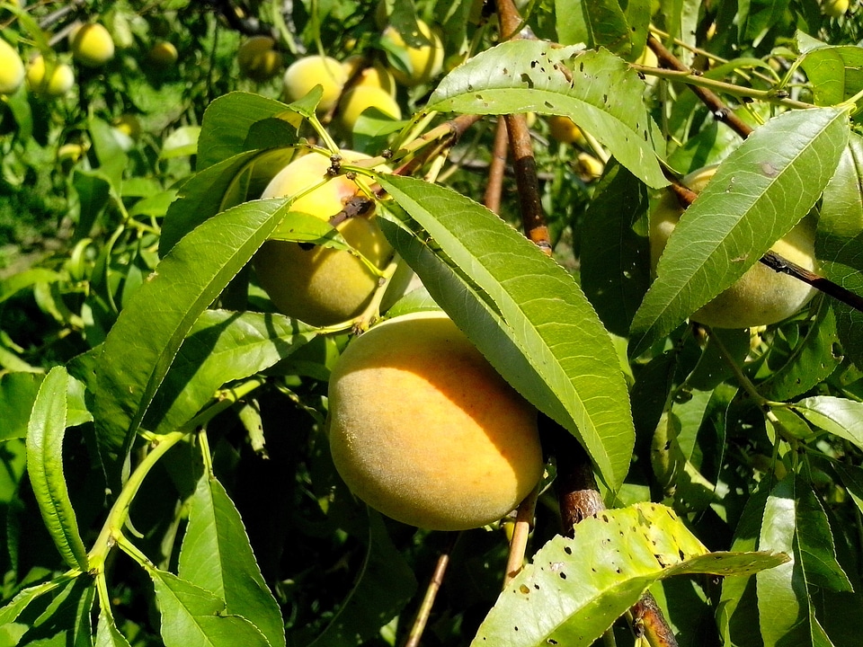 Fishery tree vineyard
