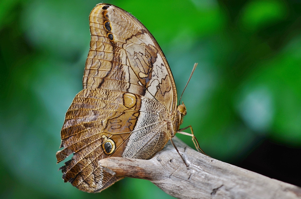Wing fly wings