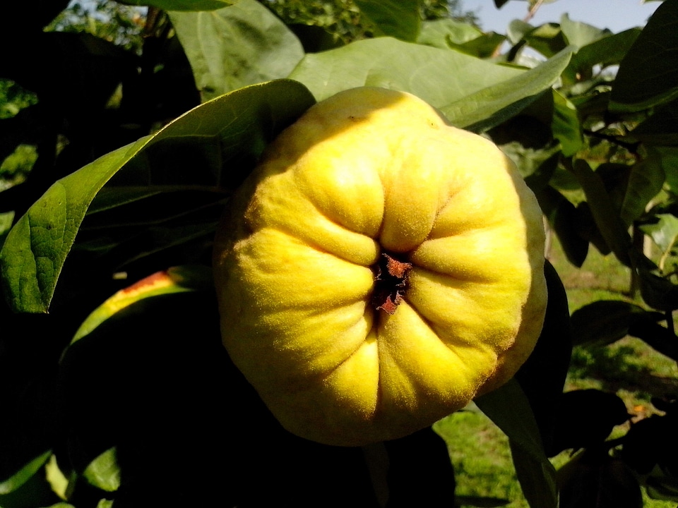 Bouquet fruit quince