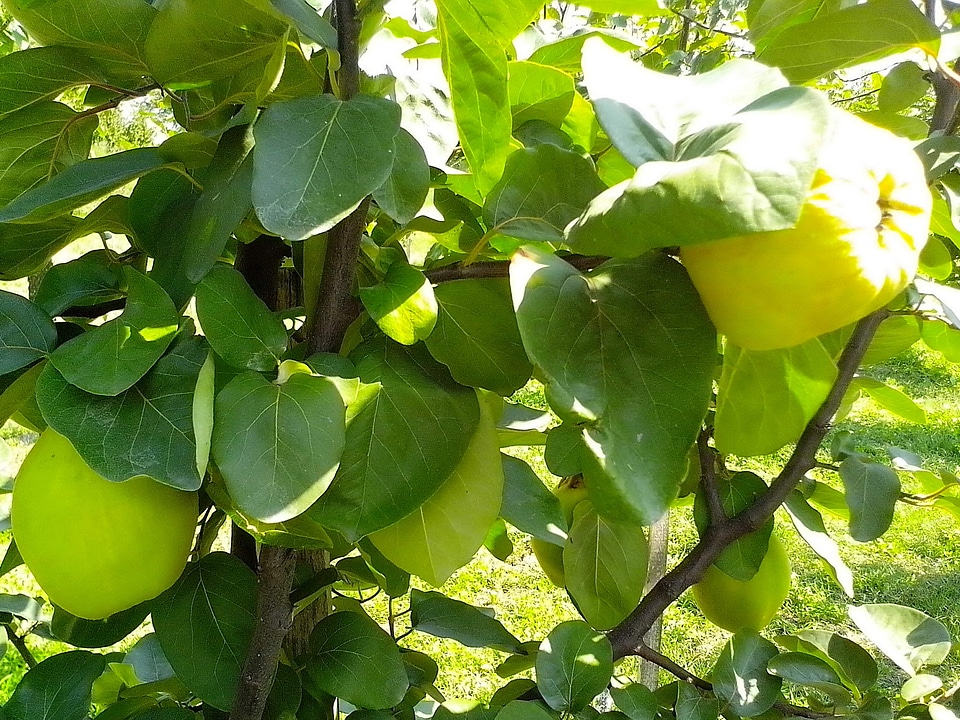 Fruit orchard quince
