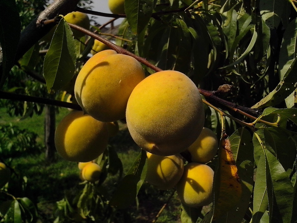 Fishery fruit organic photo