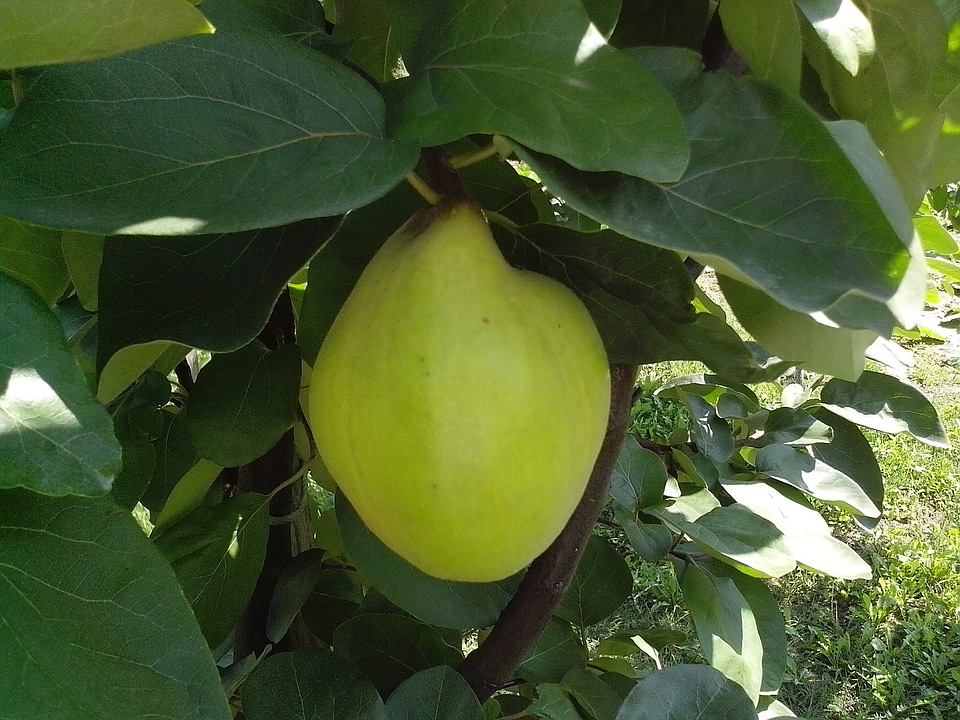 Fruit green greenery
