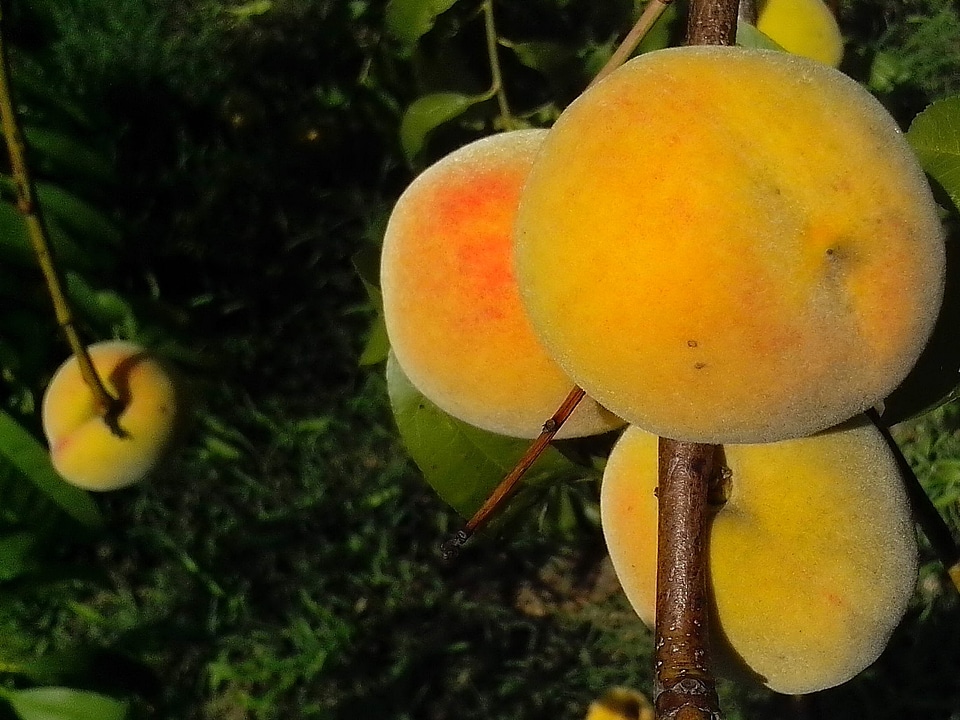 Bouquet fruit orchard